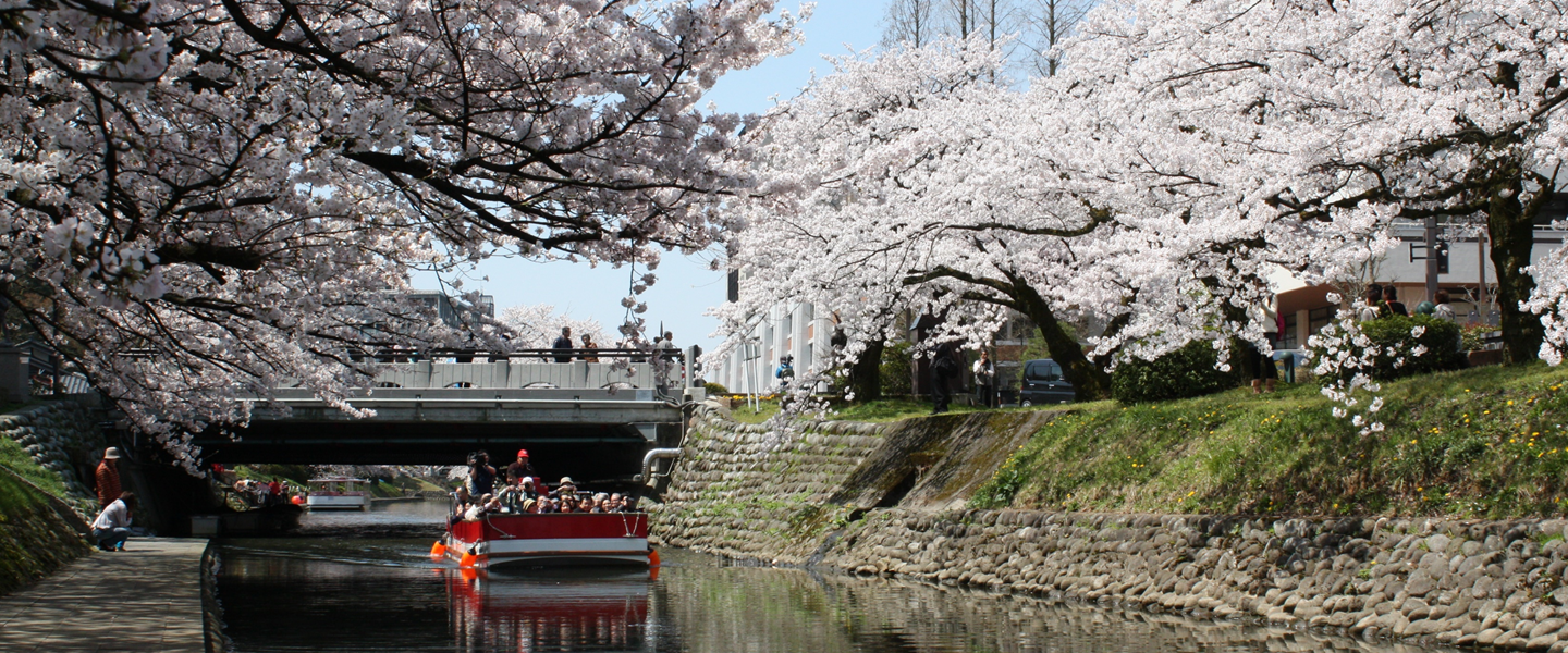 写真：松川と桜