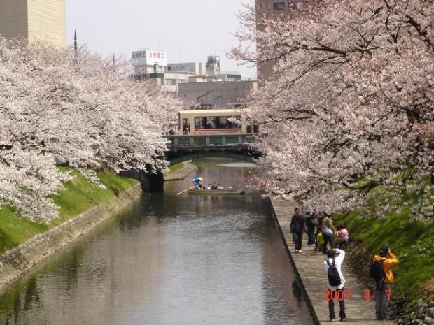 写真：桜と松川と桜橋
