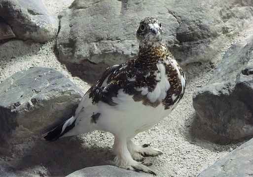 写真：ニホンライチョウ