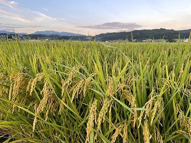 写真：稲穂と空