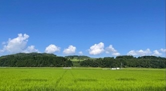 写真:水田と青い空