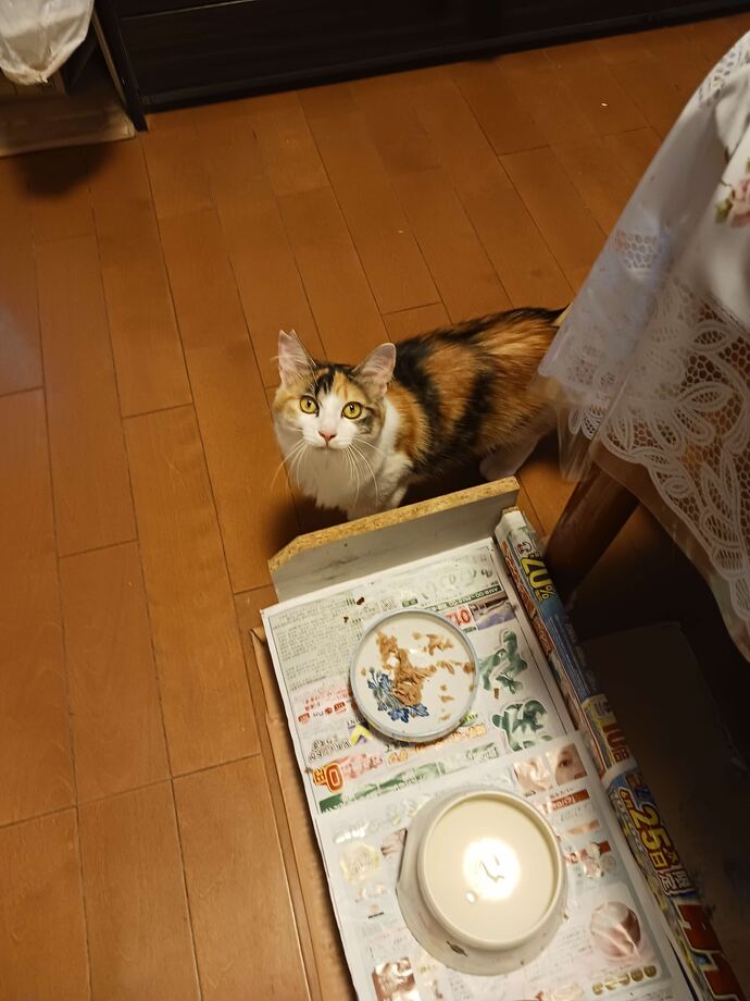 ねこちゃん1