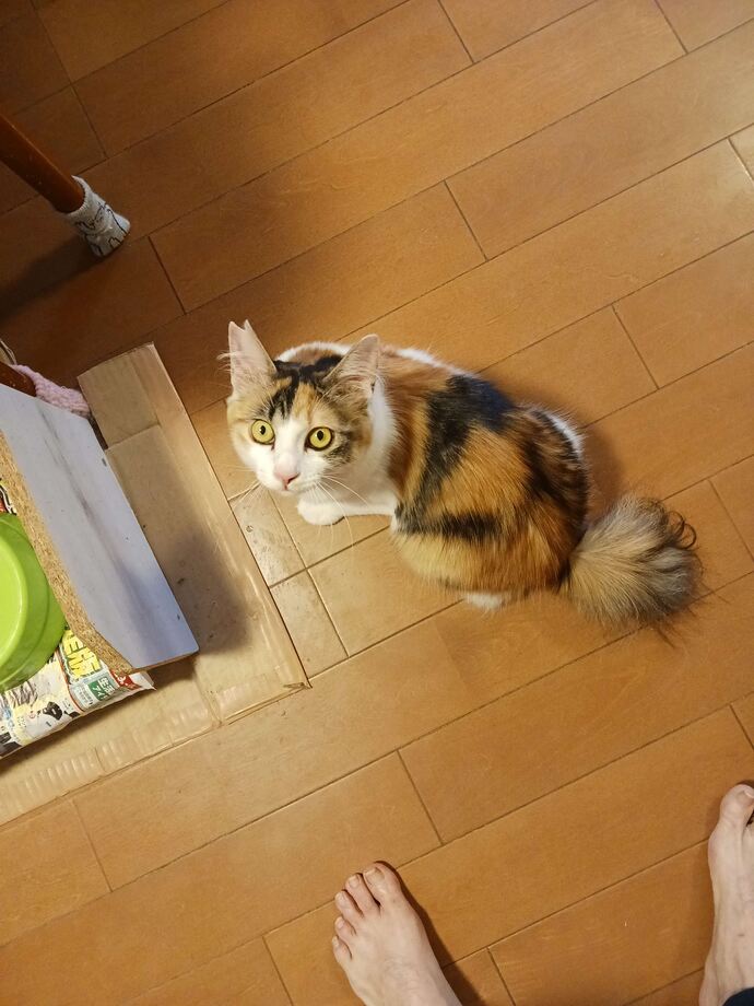 ねこちゃん2