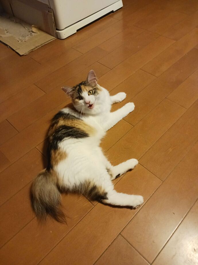 ねこちゃん03