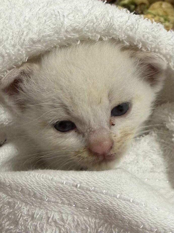 ねこちゃん1
