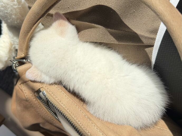ねこちゃん2