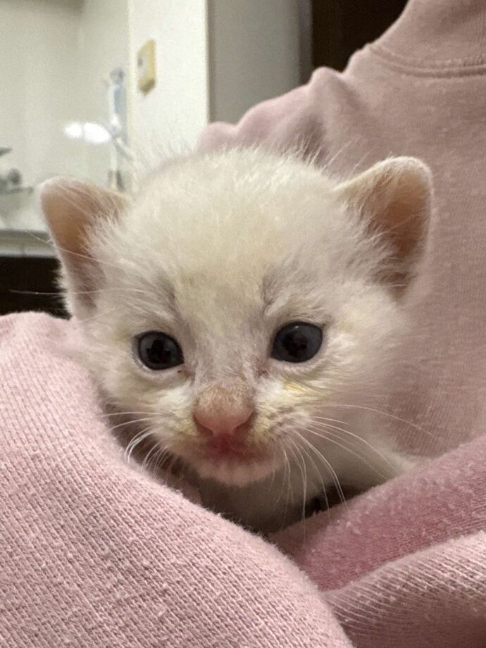 ねこちゃん