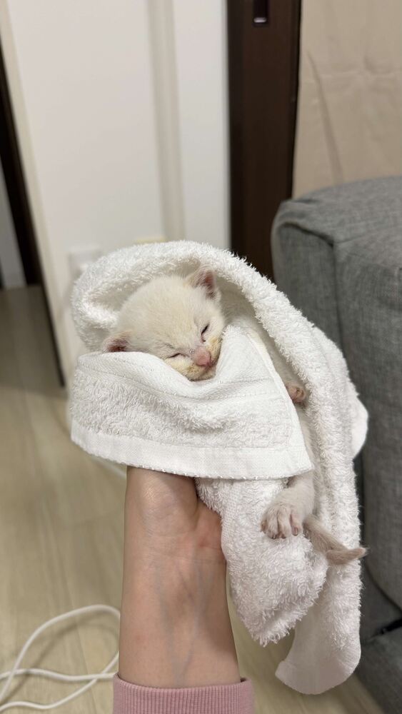 ねこちゃん