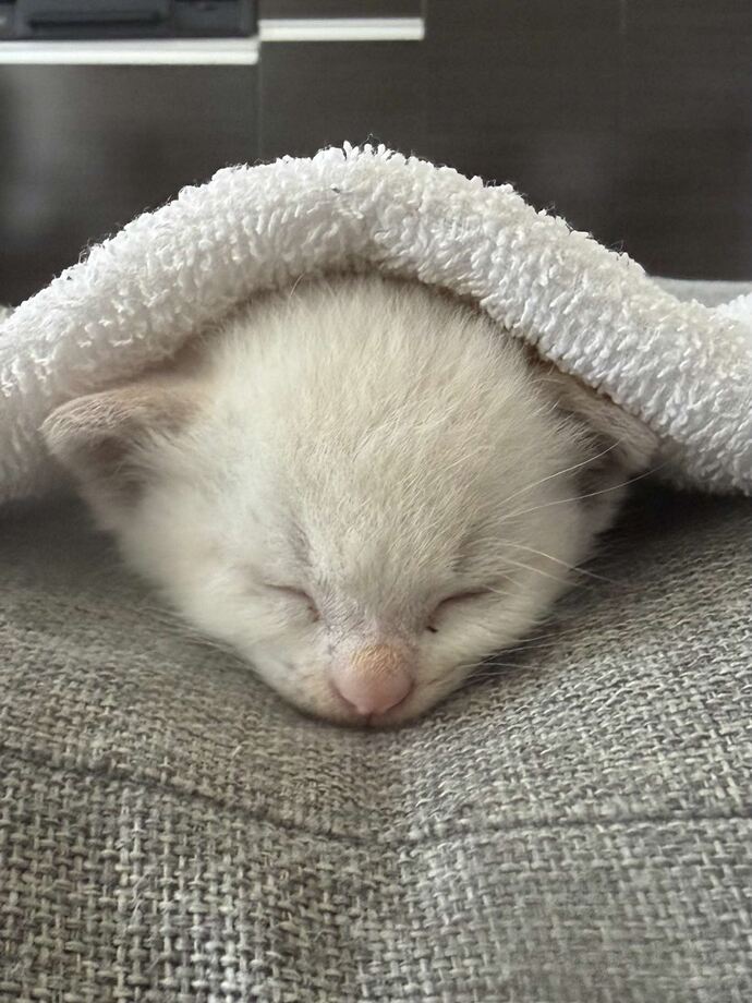 ねこちゃん