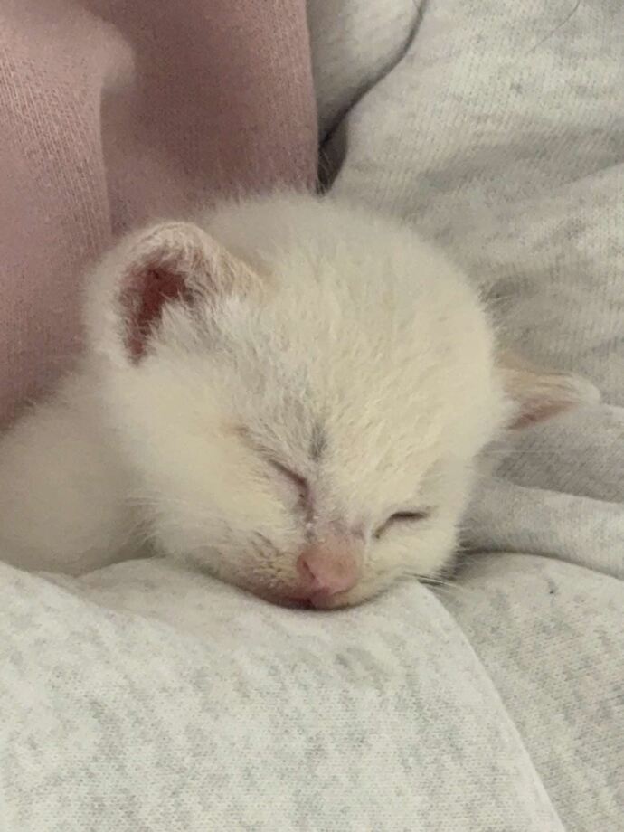 ねこちゃん