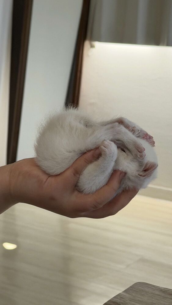 ねこちゃん