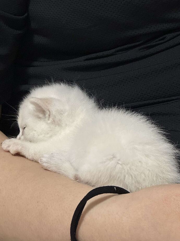 ねこちゃん