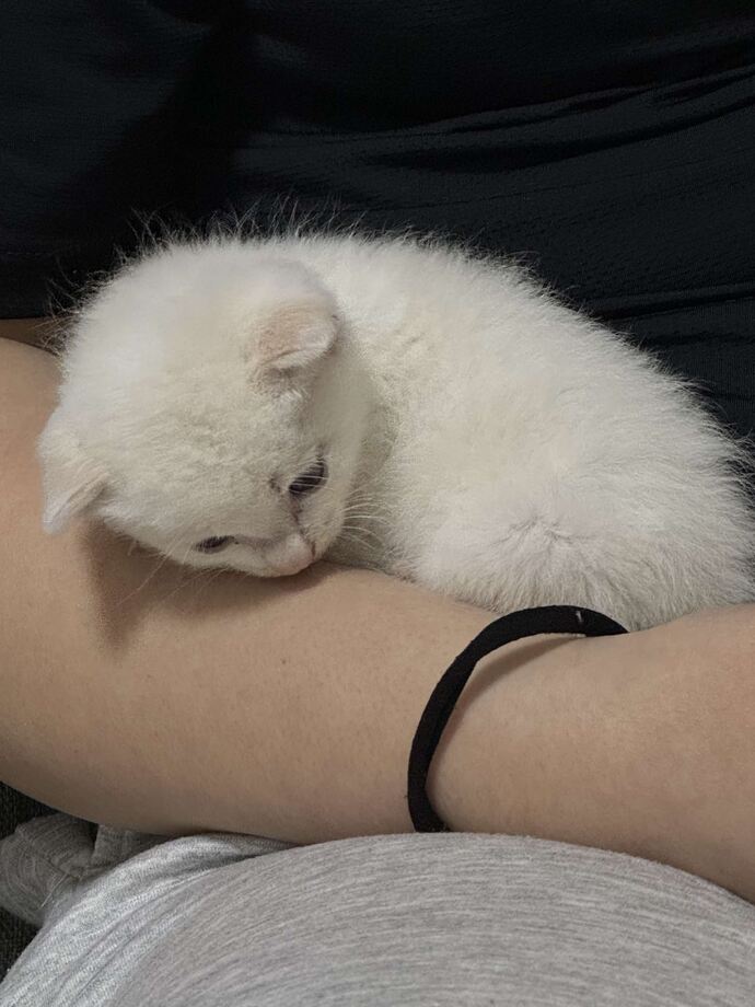 ねこちゃん