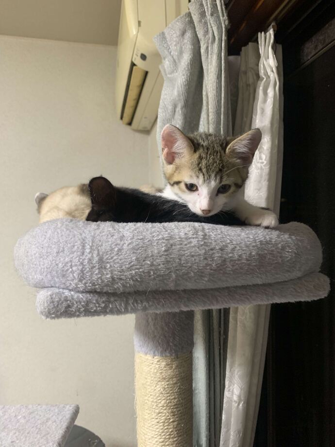 ねこちゃん