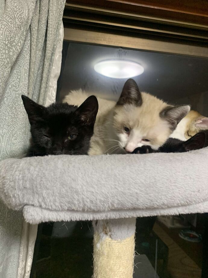 ねこちゃん