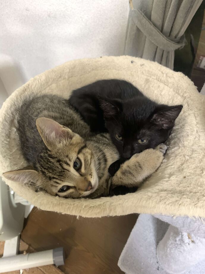 ねこちゃん