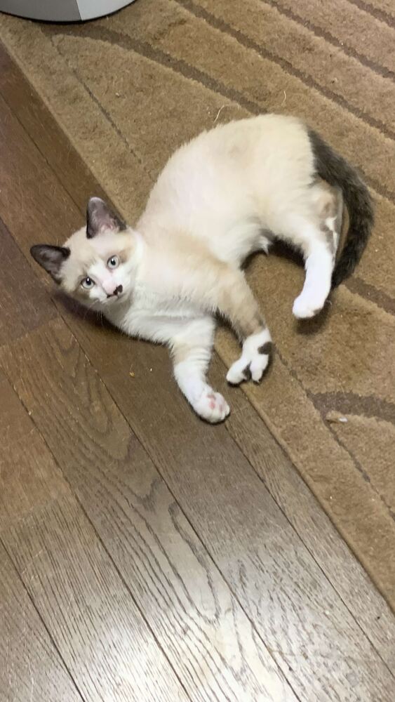 neko1