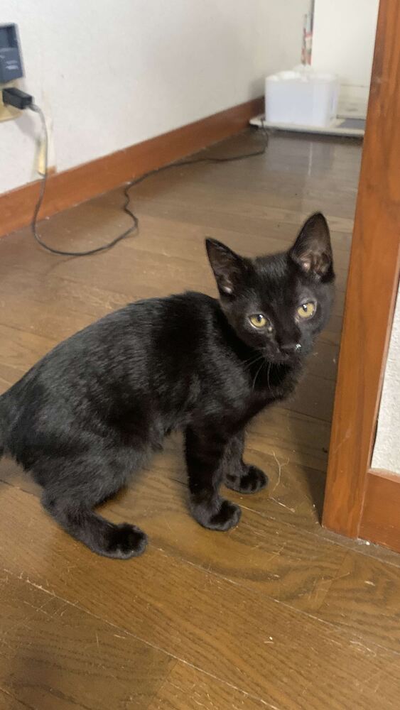neko3