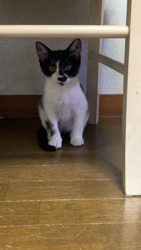 neko7