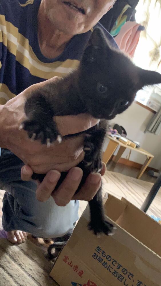 neko1