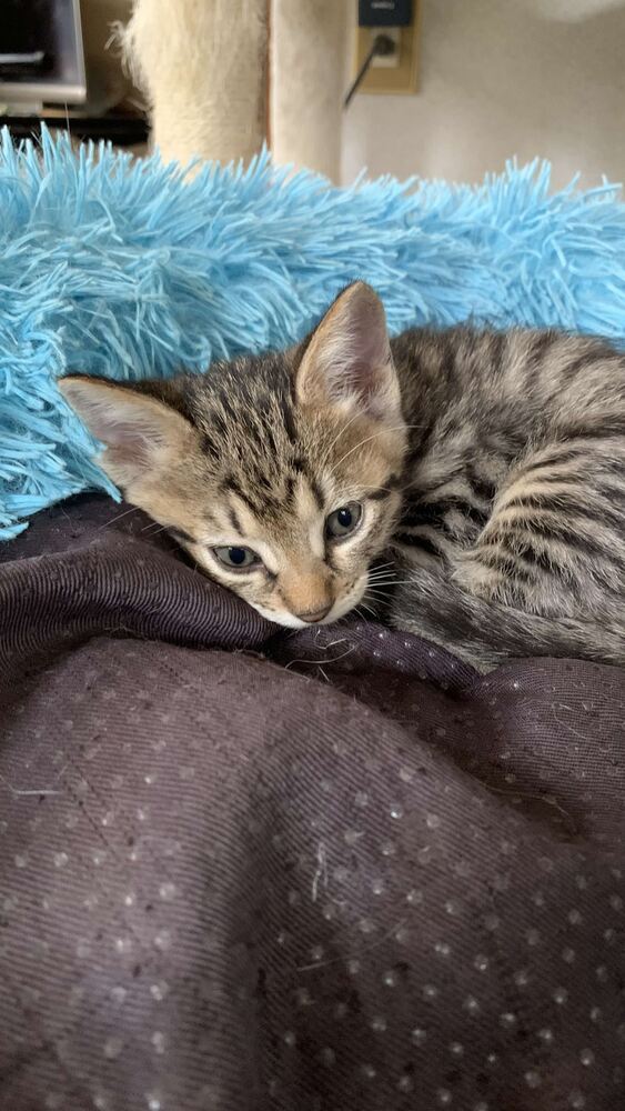 neko3