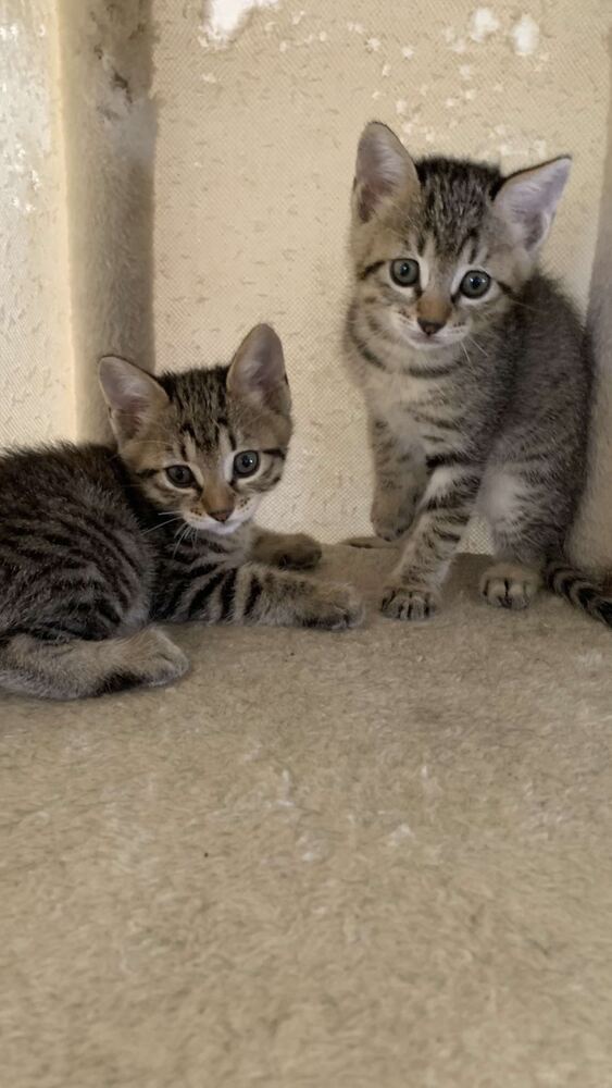 ねこちゃん