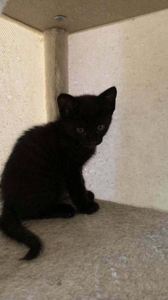 ねこちゃん