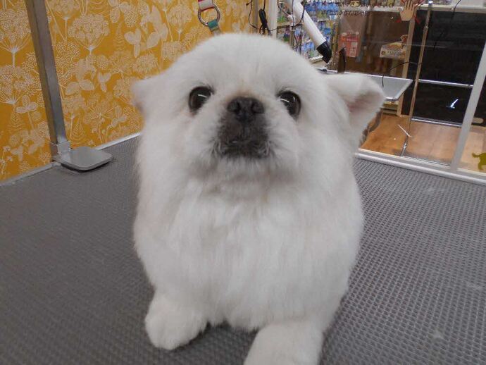 犬1