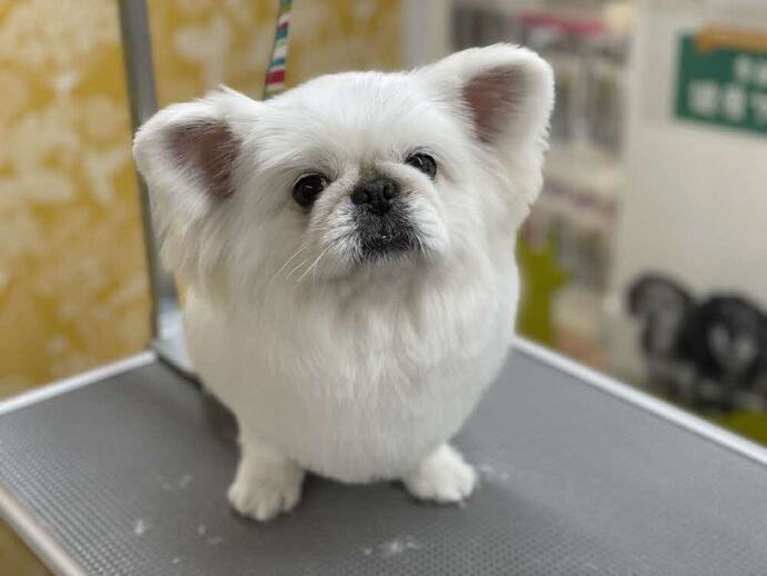 犬2