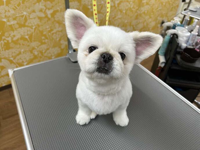 犬3