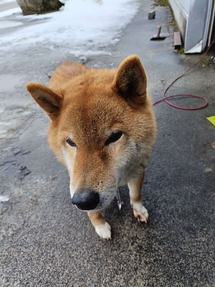 犬1