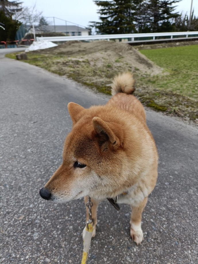 犬2