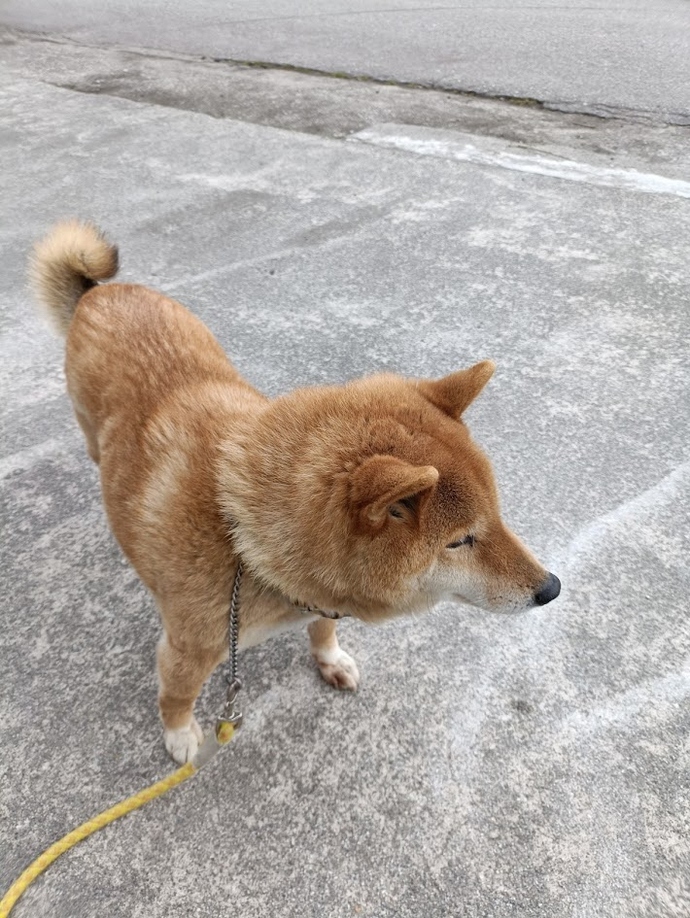 犬3