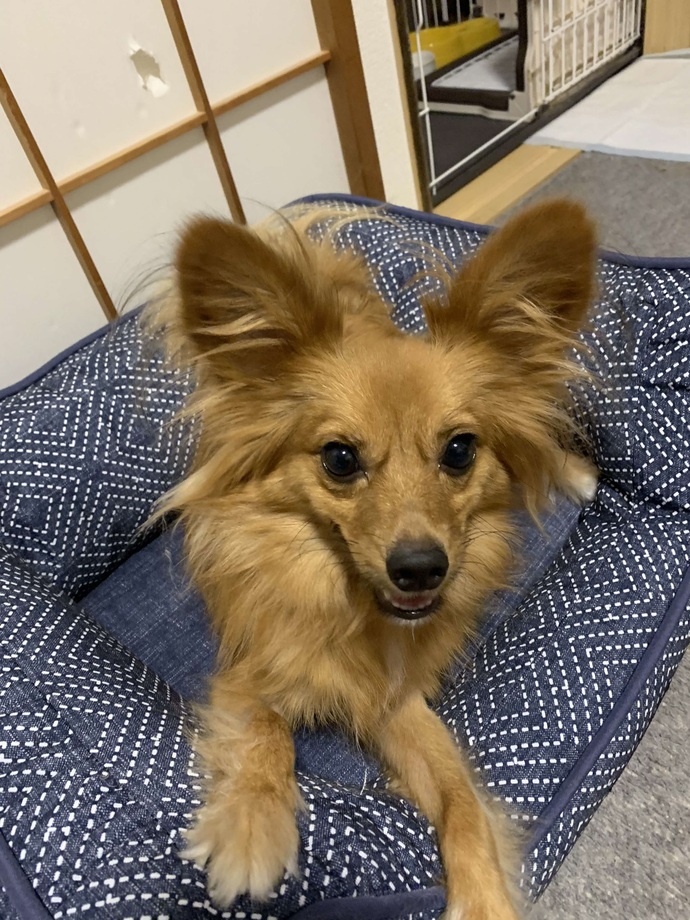 犬1