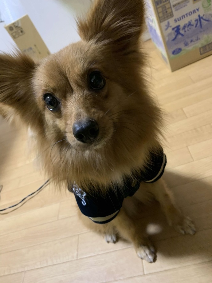 犬3