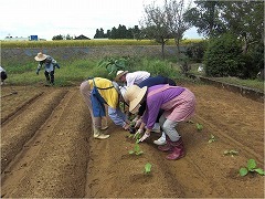 写真：野菜つくりの様子