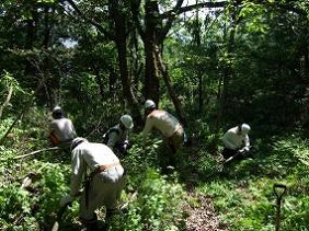 写真：平成24年5月19日「森づくり活動」の様子2