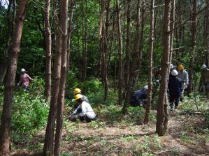 写真：平成24年5月13日森づくり活動の様子2