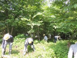 写真：6月6日下刈り作業1