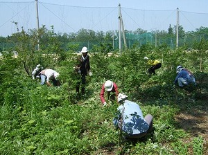 写真：森づくり活動の様子4