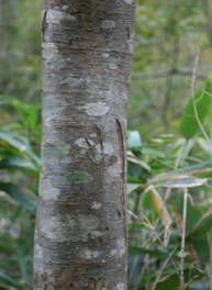 写真:クマの痕跡5