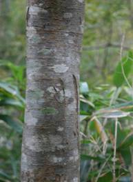 写真：クマの痕跡5