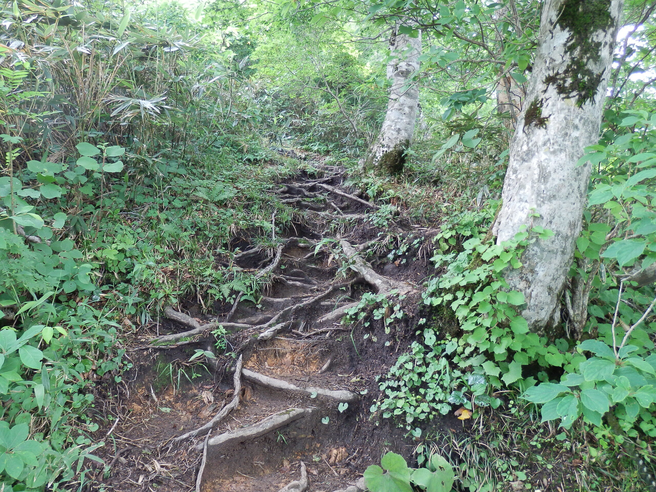 写真：白木峰　登山道ルート2