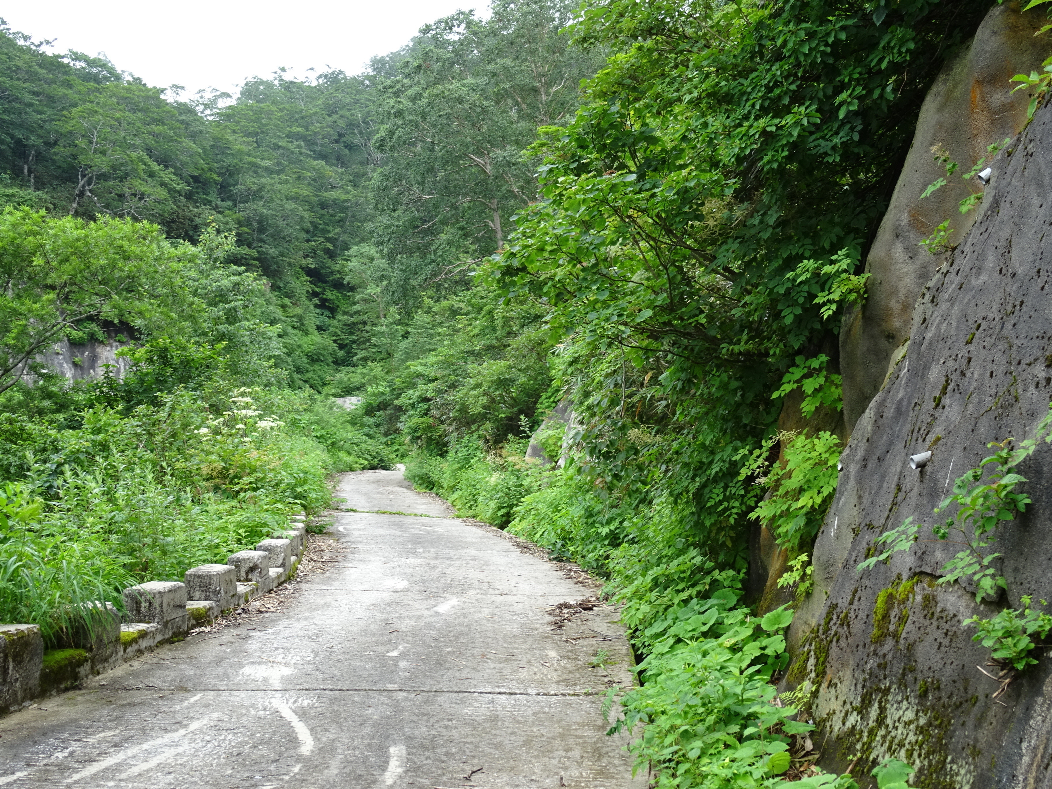 写真：白木峰　管理道ルート3