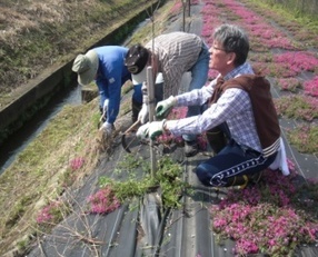 写真：植栽作業状況