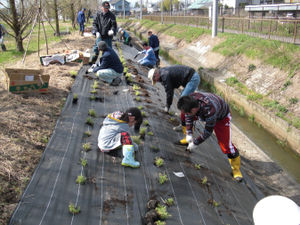 写真：シバザクラ植栽状況