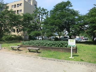 写真：白銀町公園の花壇