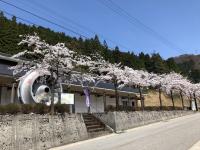 写真：満開の桜