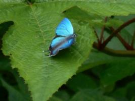 写真：林道で見た蝶