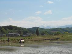写真：福沢地区の田植えが始まる
